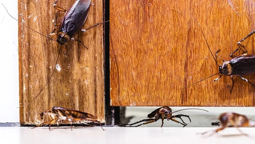many-cockroaches-entering-house-door-insects-invading-house-through-crack-door_72932-4170