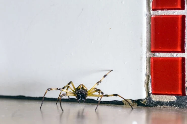 spider-walking-floor-large-arachnid-hidden-inside-house-dirty-floor_72932-1726